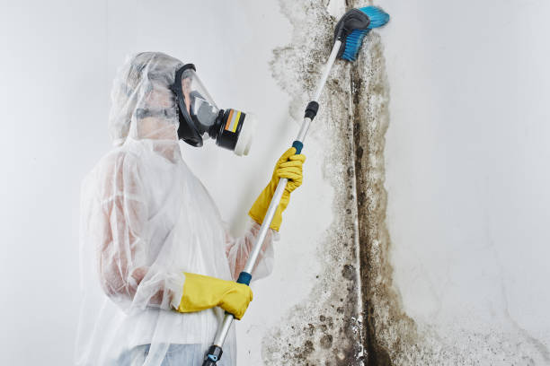 Best Crawl Space Mold Remediation in Port Lavaca, TX